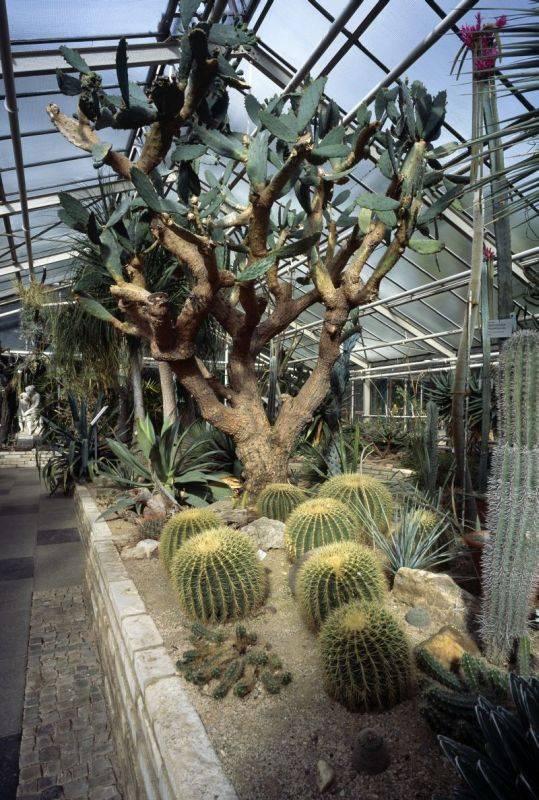 Botanischer Garten / Alte Flora - K�ln