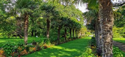Palmenallee im Botanischen Garten