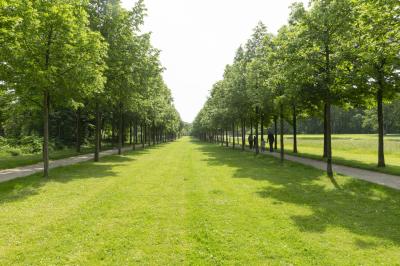 Baumallee im Landschaftspark Bagno