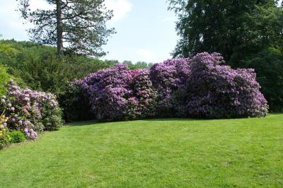 blühende Rhododendren