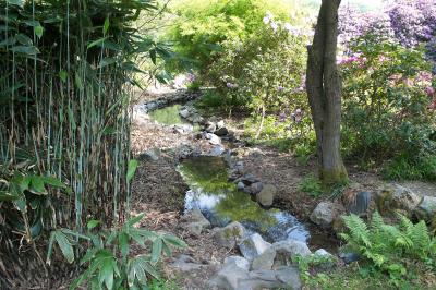 Wasserlauf mit Bambus und Rhododendron