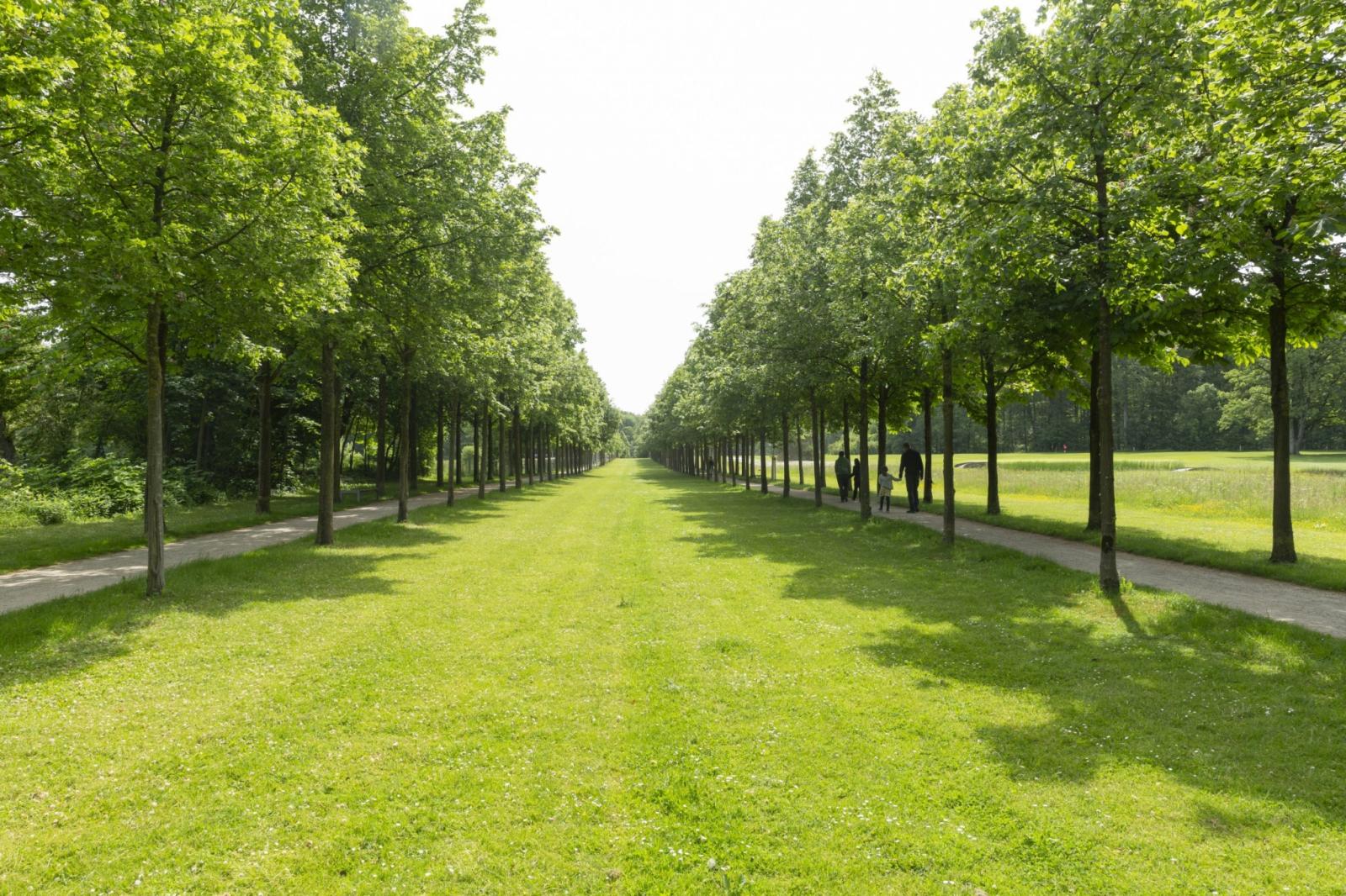 Baumallee im Landschaftspark Bagno